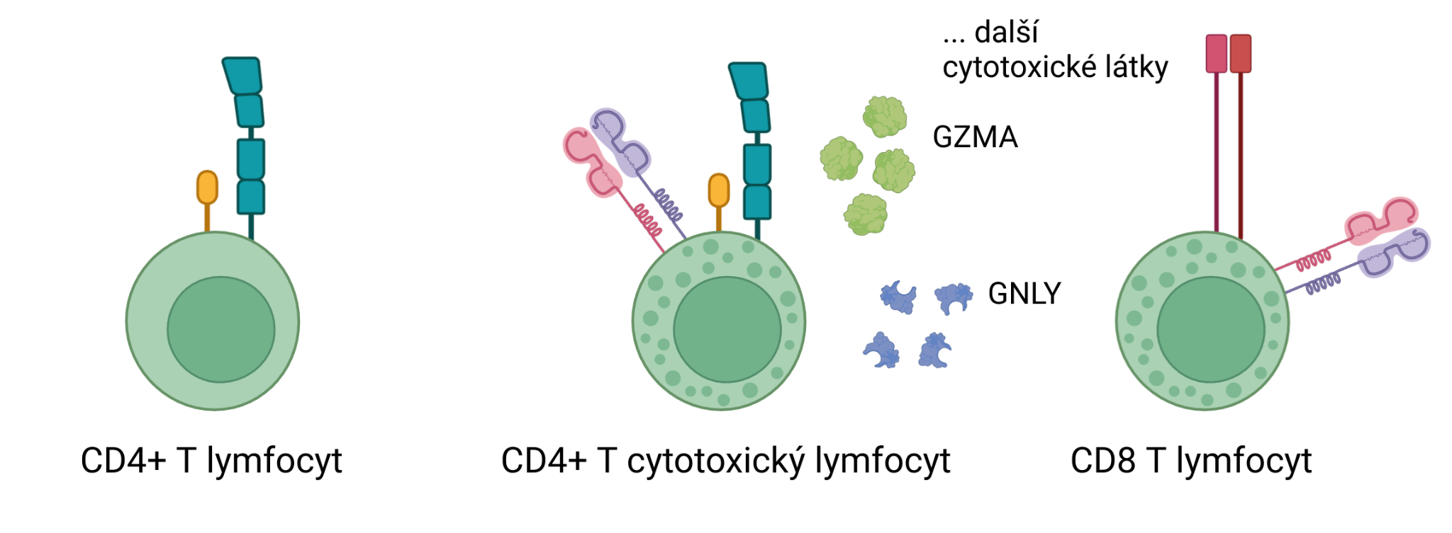 CD4 CTL — single-cell research